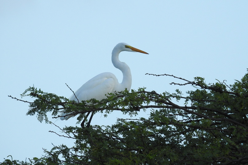 Fåglar på Aruba