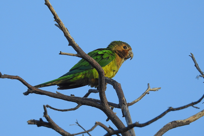 Fåglar på Aruba