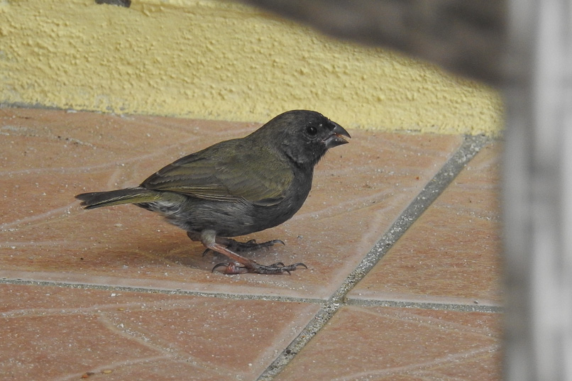 Fåglar på Aruba